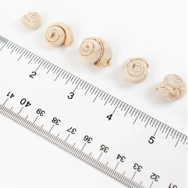 Spiral Gastropod Fossil - DIGS