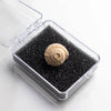 Spiral Gastropod Fossil - DIGS