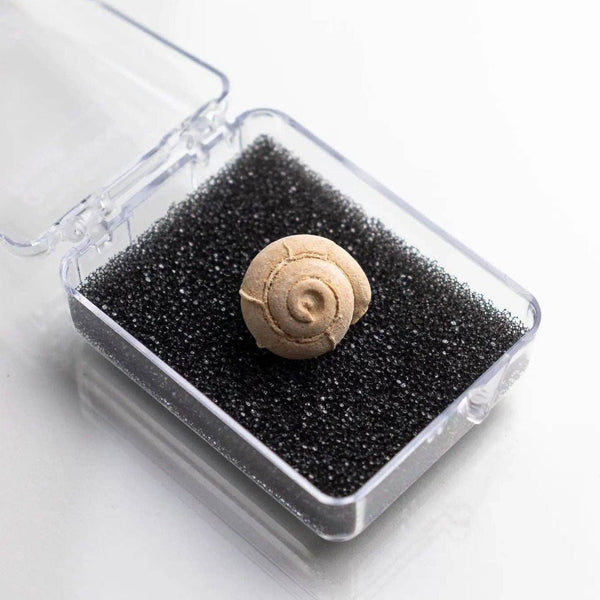 Spiral Gastropod Fossil - DIGS