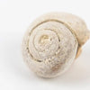 Spiral Gastropod Fossil - DIGS