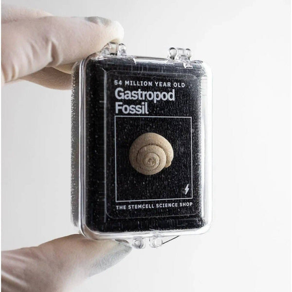 Spiral Gastropod Fossil - DIGS