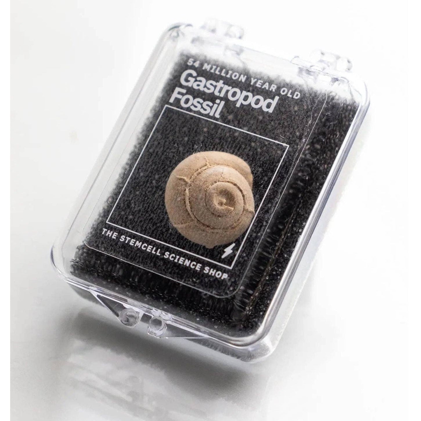 Spiral Gastropod Fossil - DIGS