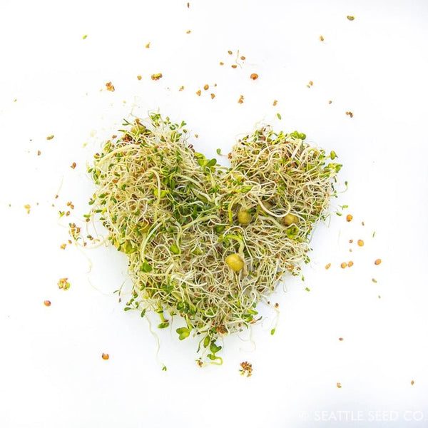Sprouting Starter Kit - DIGS