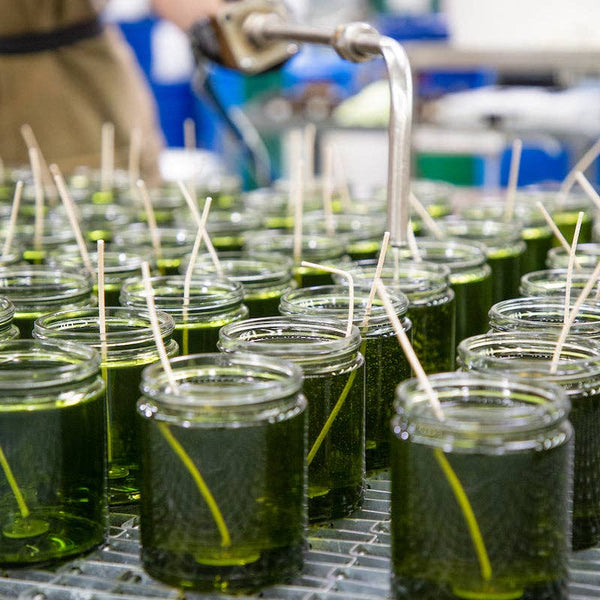 Spruce Holiday Candle - DIGS