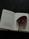 The Becoming Journal - DIGS