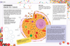 The Curious World of Kitchen Science: The Biology of Bananas - DIGS