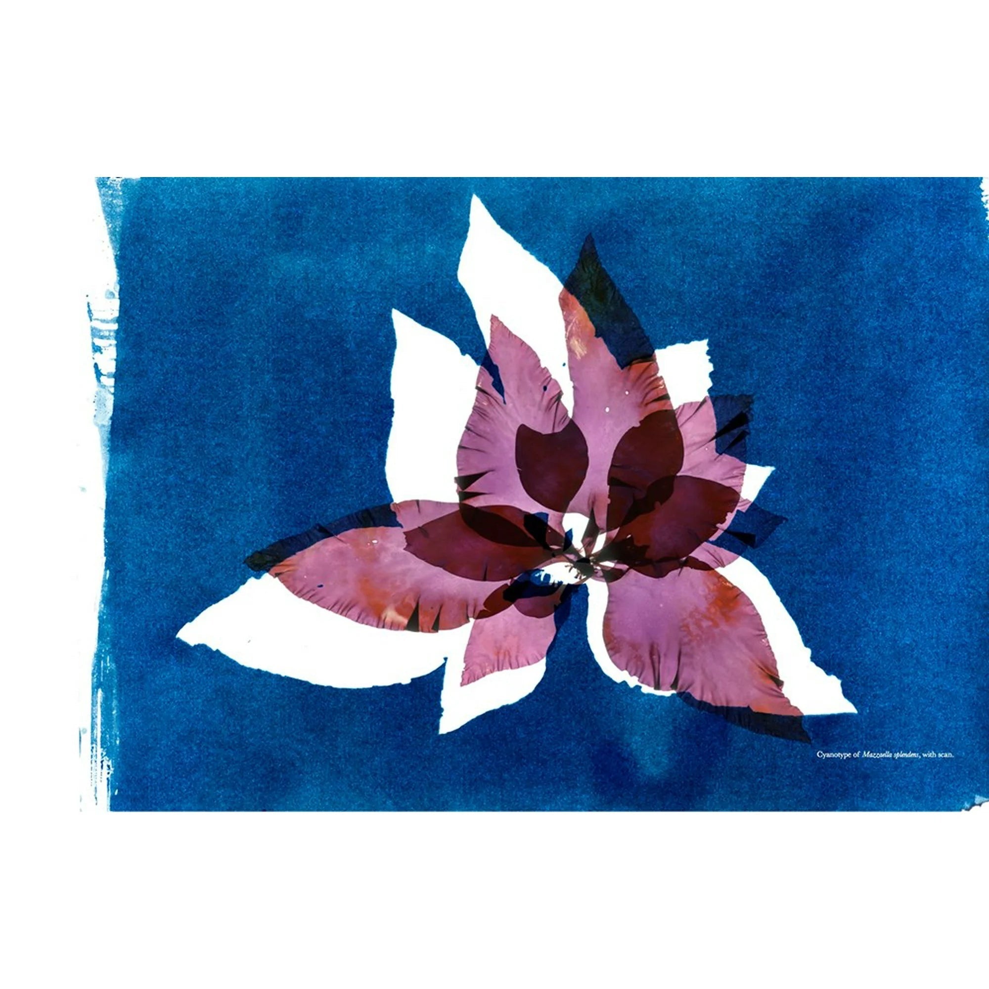 The Curious World of Seaweed - DIGS