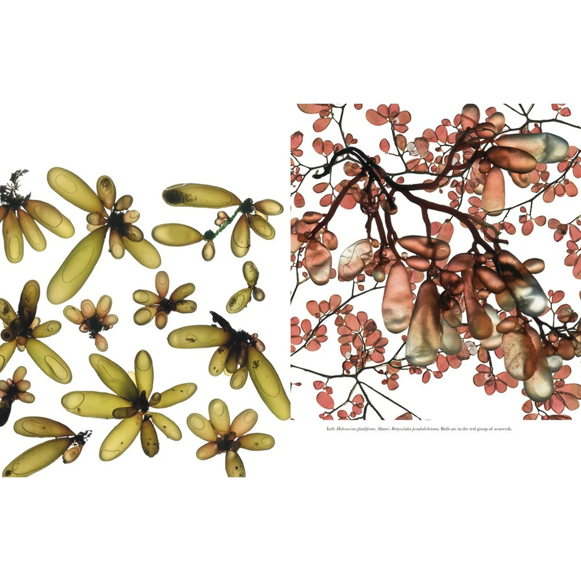 The Curious World of Seaweed - DIGS