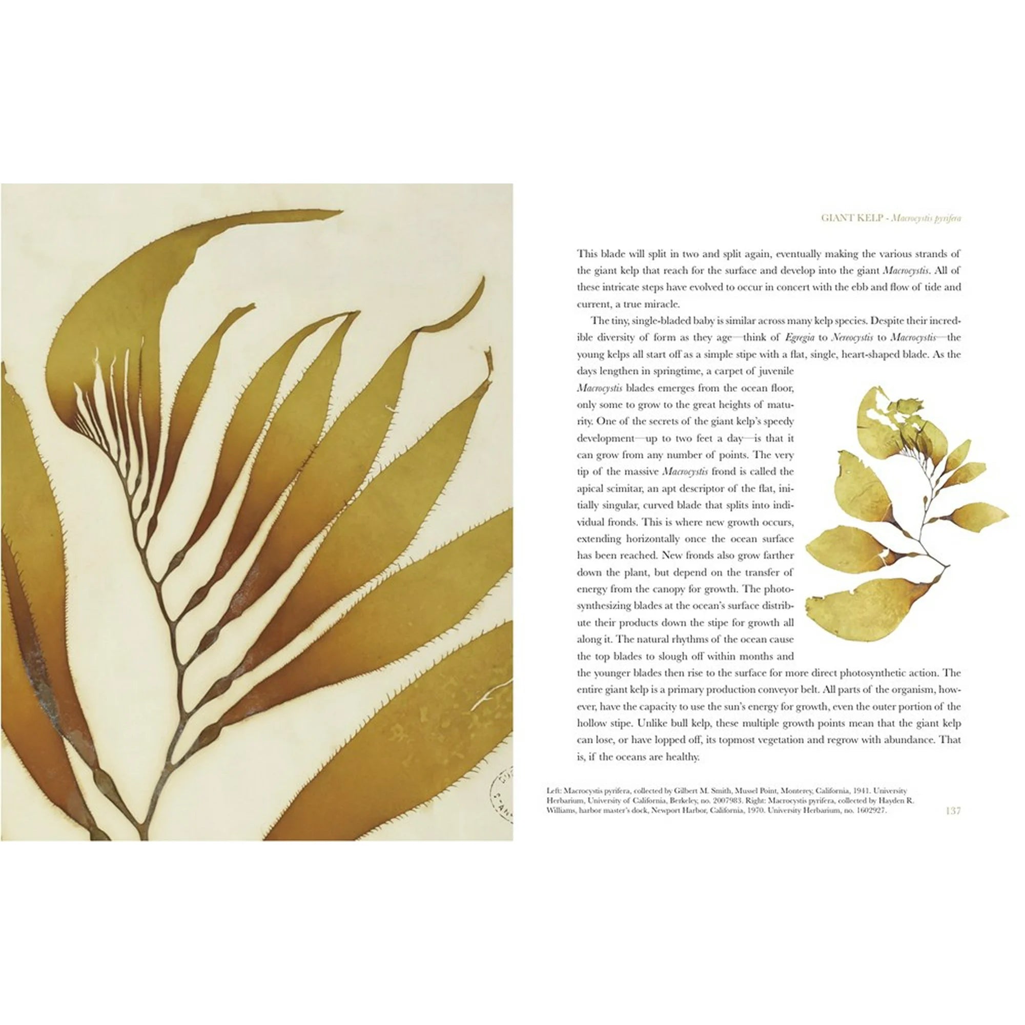 The Curious World of Seaweed - DIGS