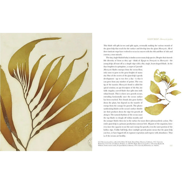 The Curious World of Seaweed - DIGS