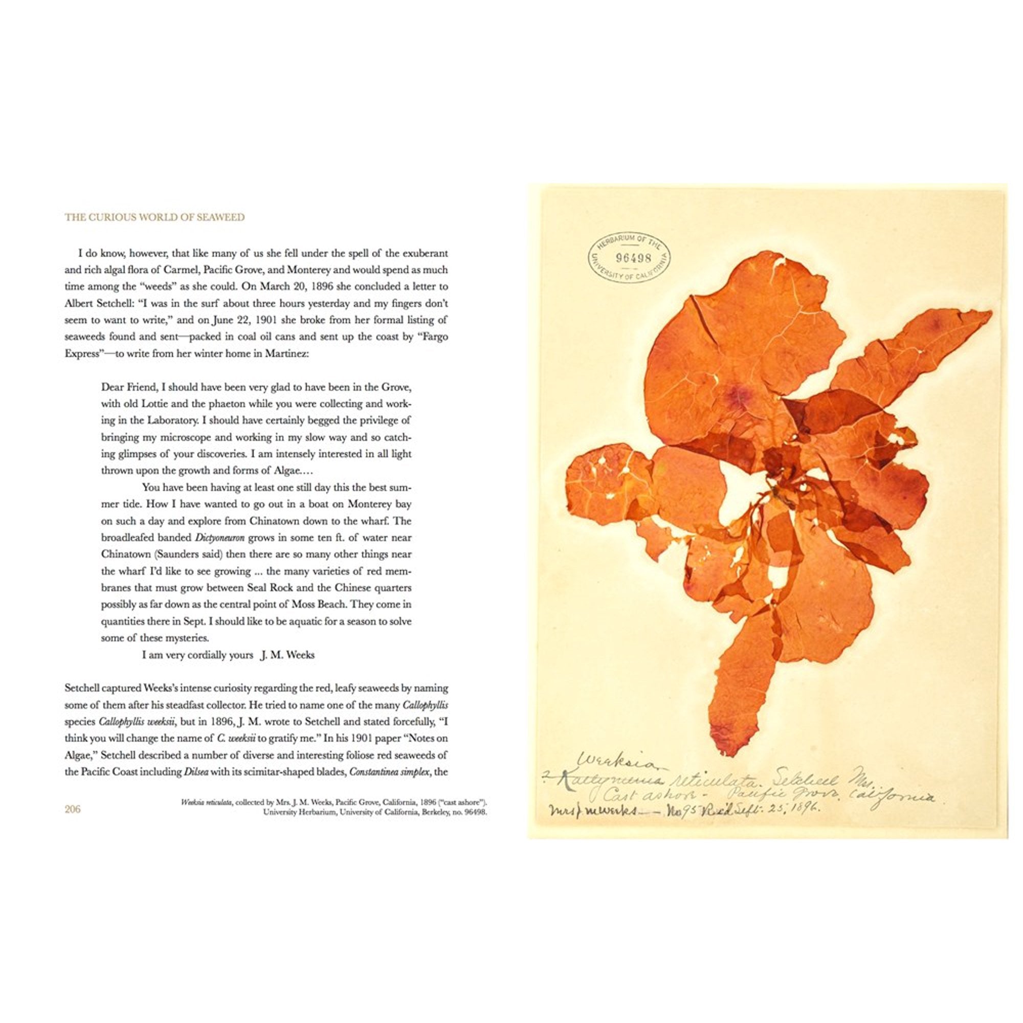 The Curious World of Seaweed - DIGS