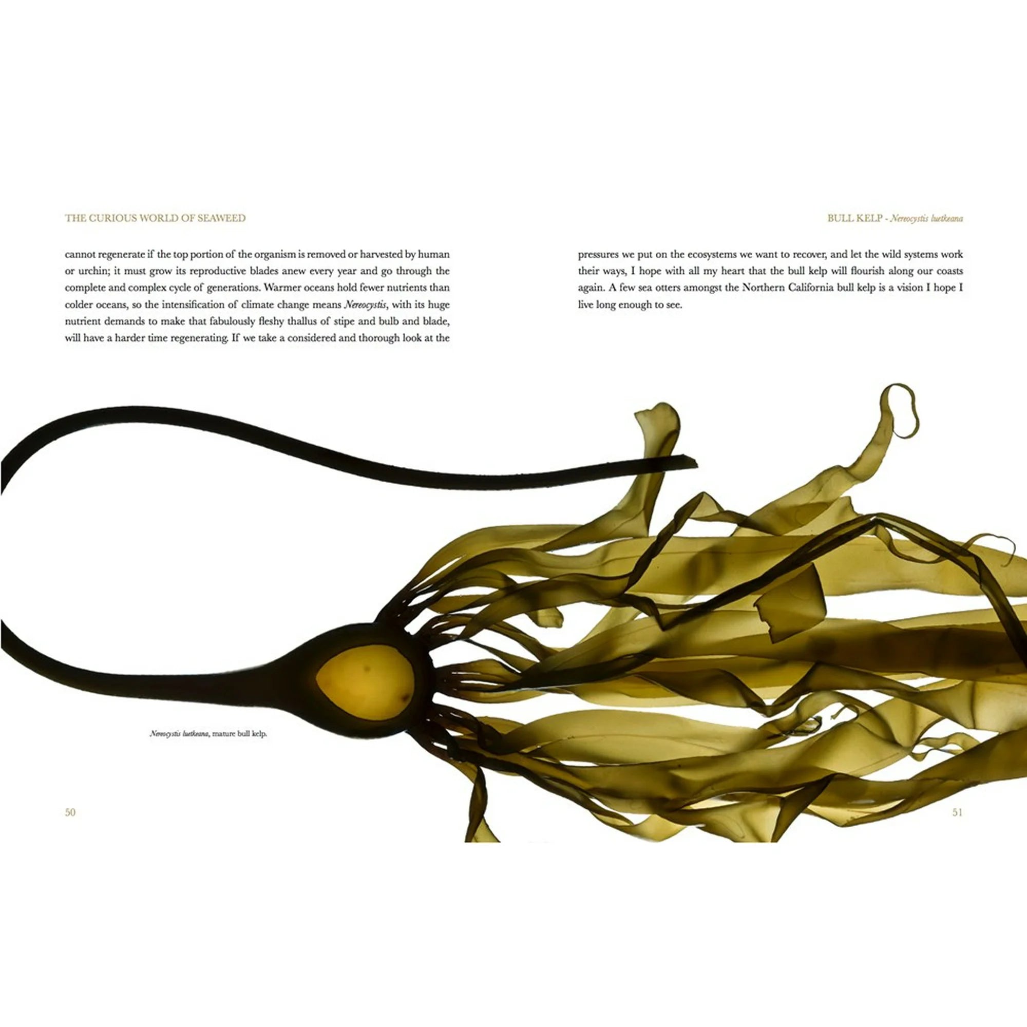 The Curious World of Seaweed - DIGS