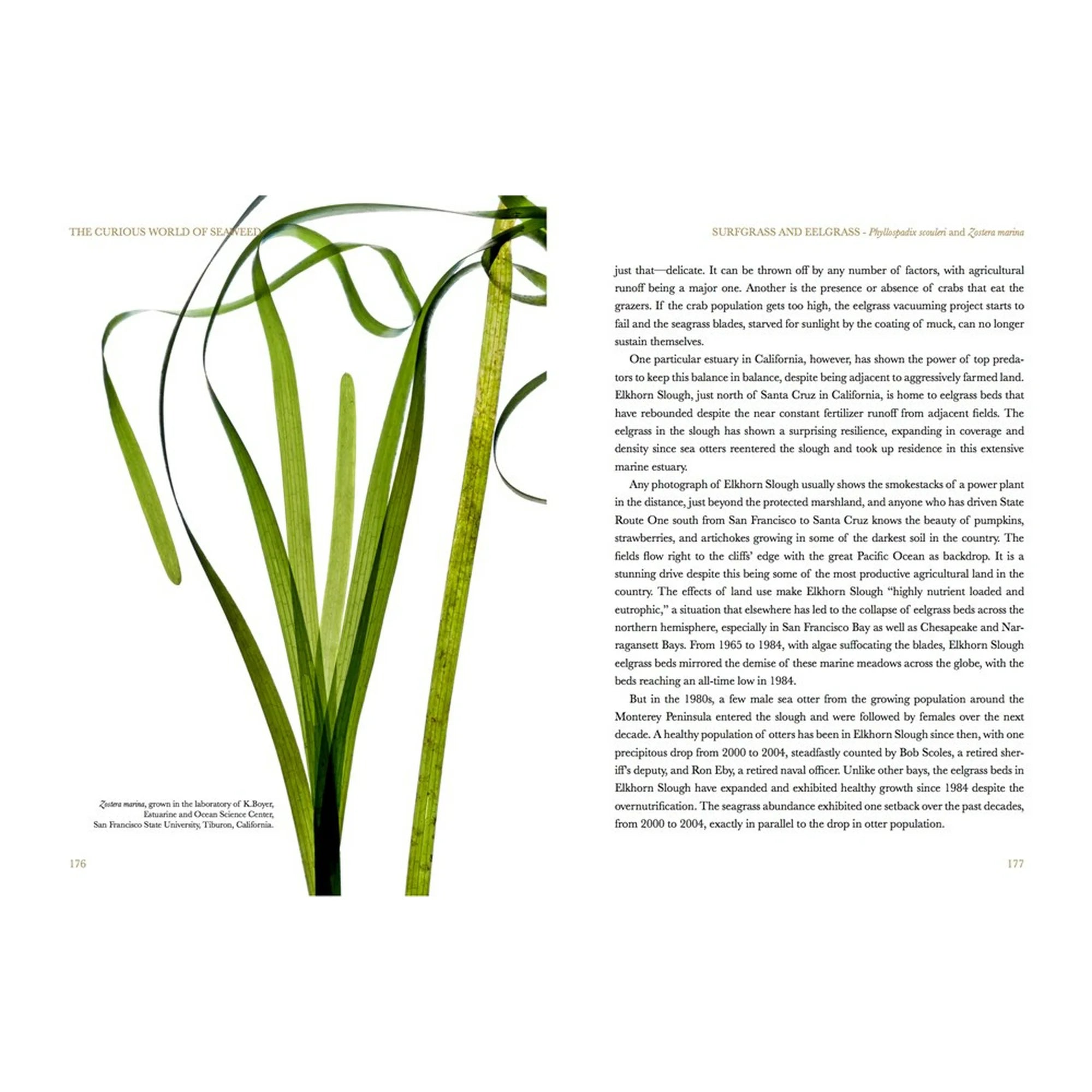 The Curious World of Seaweed - DIGS