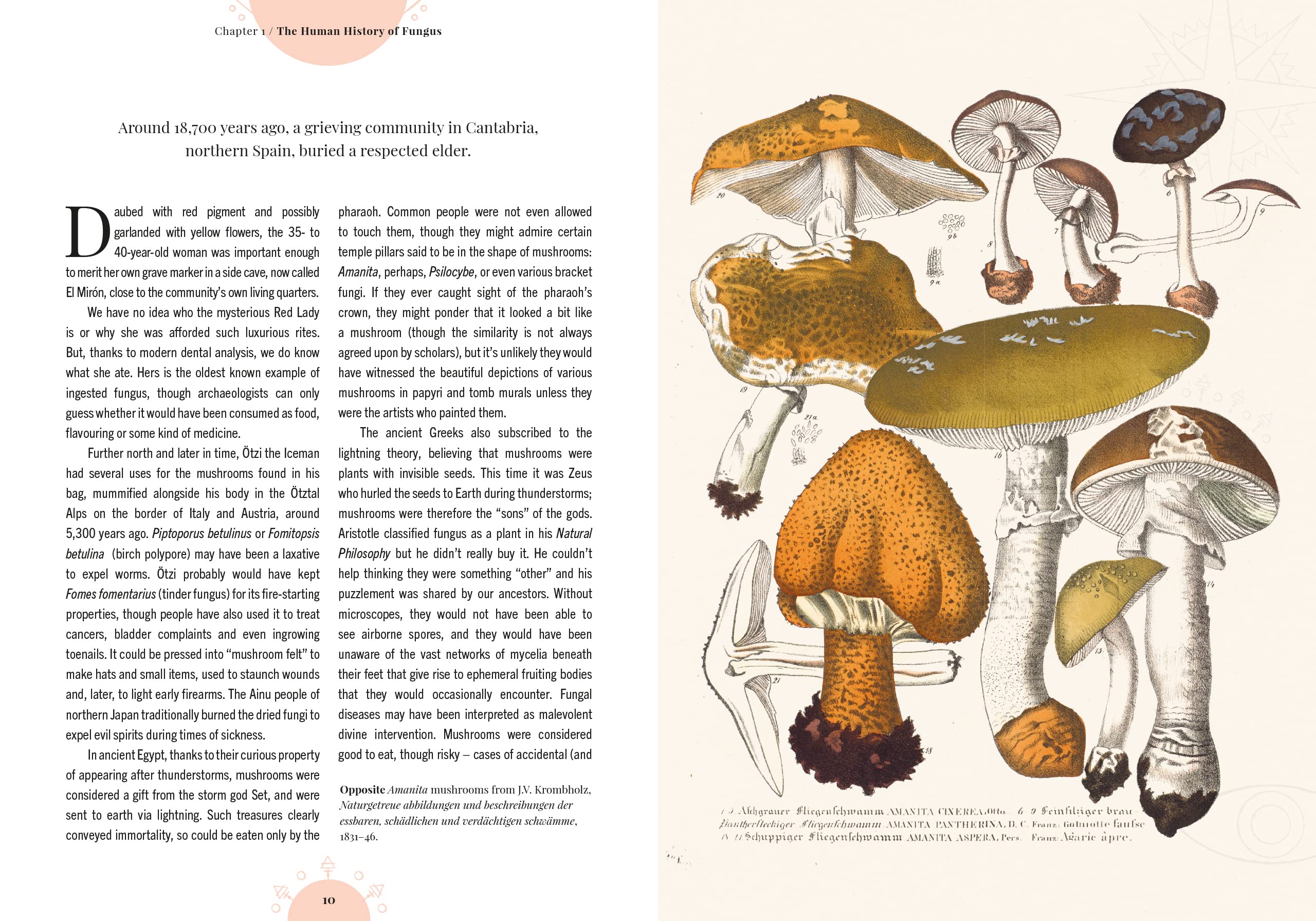 The Magic of Mushrooms - DIGS