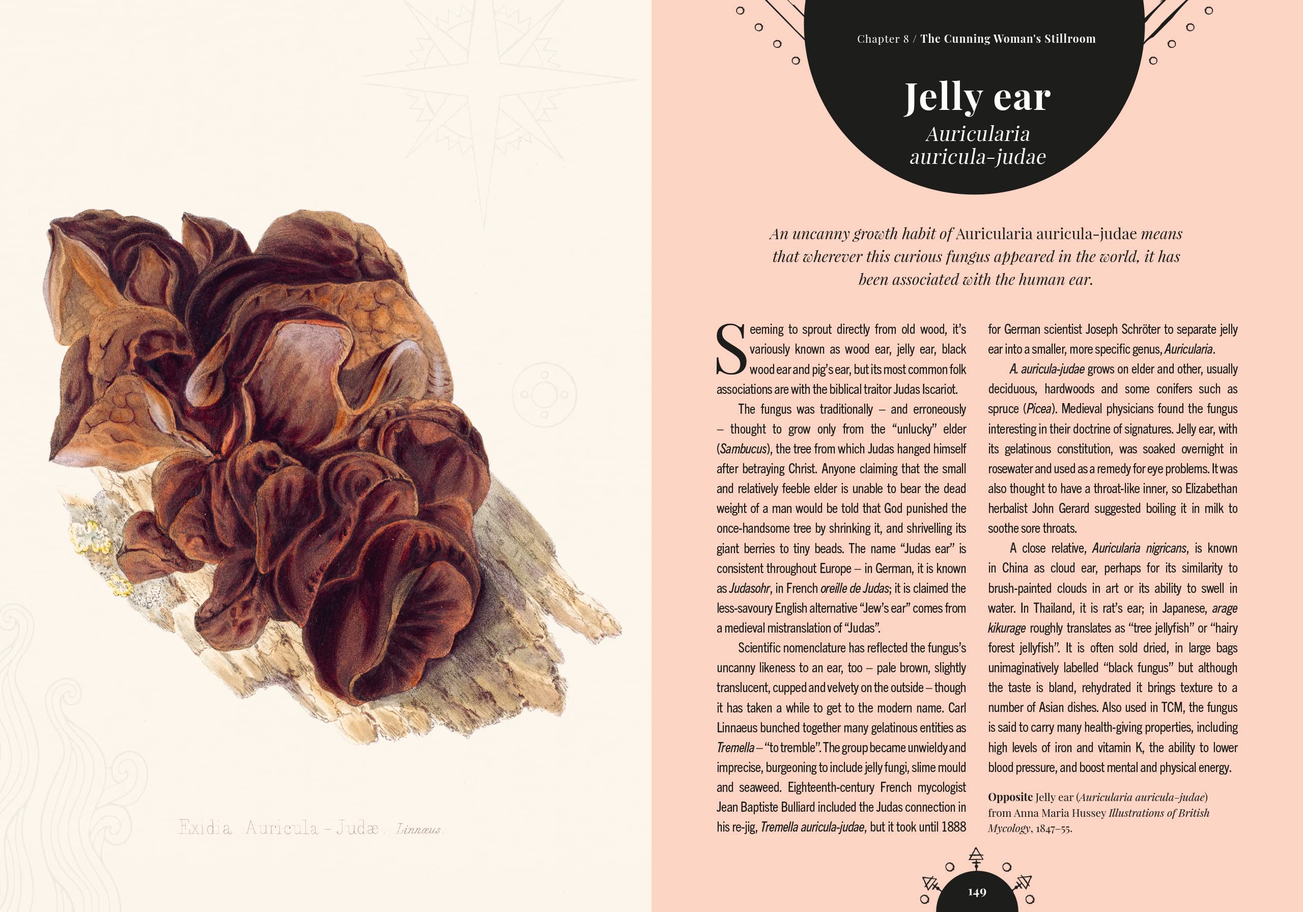 The Magic of Mushrooms - DIGS
