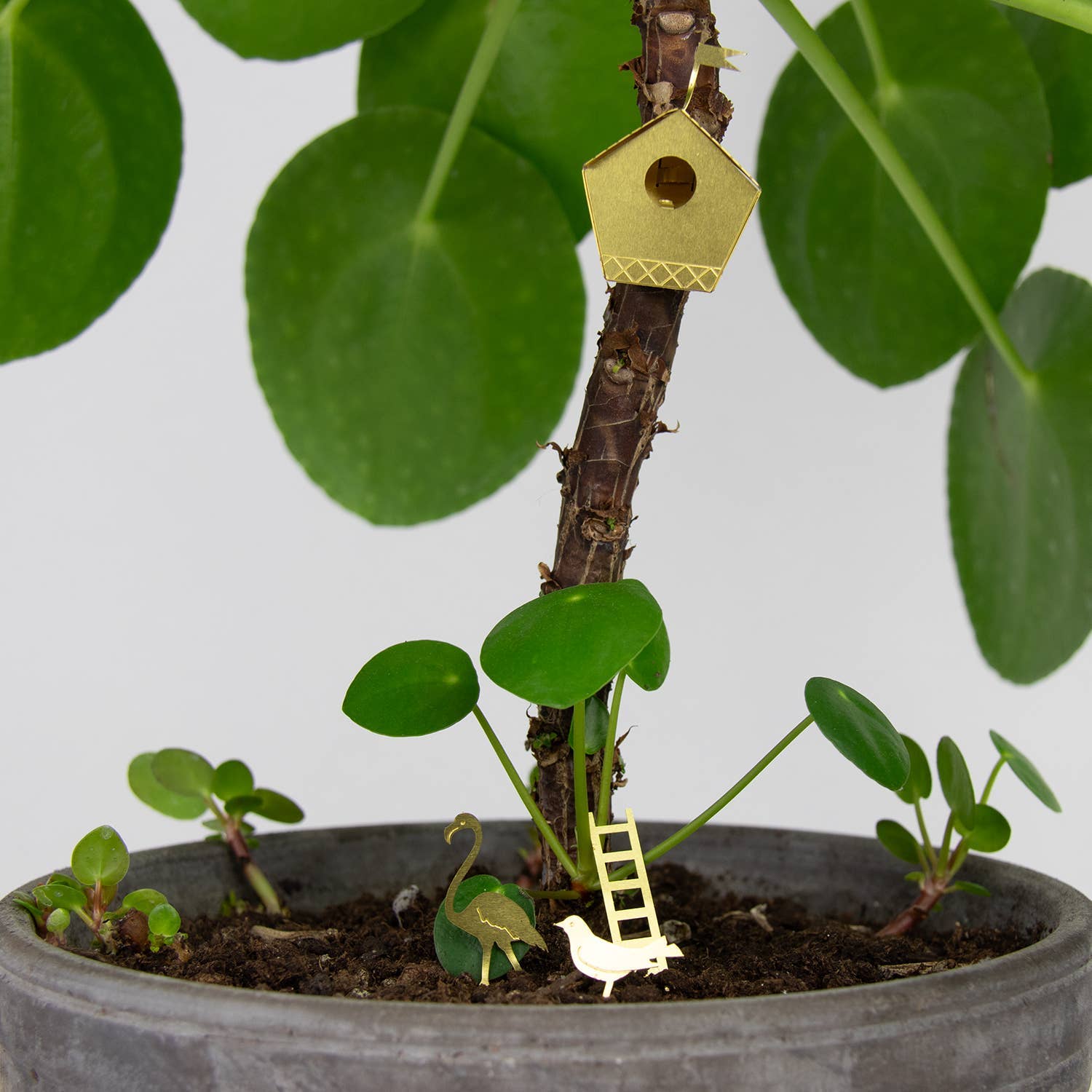 Tiny Birdhouse Houseplant Set - DIGS