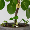 Tiny Birdhouse Houseplant Set - DIGS