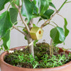 Tiny Birdhouse Houseplant Set - DIGS