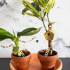 Tiny Birdhouse Houseplant Set - DIGS