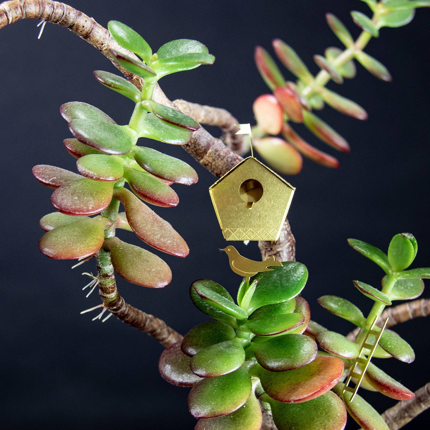 Tiny Birdhouse Houseplant Set - DIGS