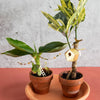 Tiny Birdhouse Houseplant Set - DIGS