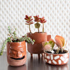 Tiny Birdhouse Houseplant Set - DIGS
