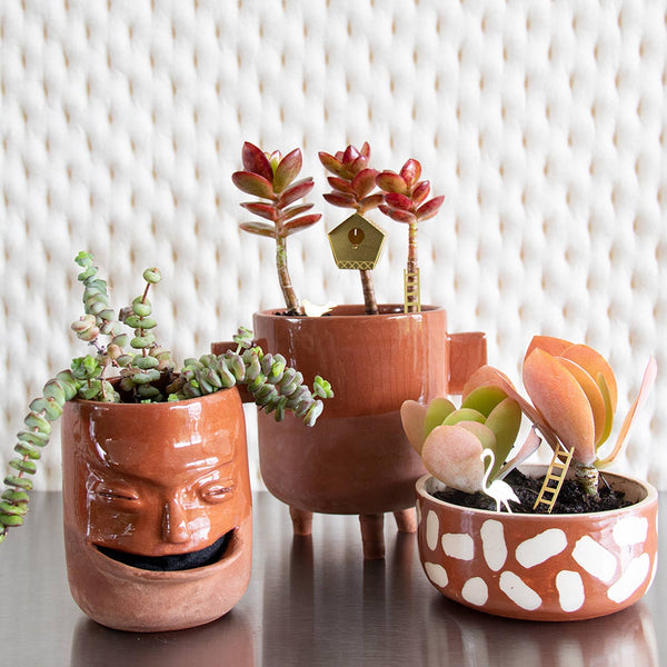 Tiny Birdhouse Houseplant Set - DIGS