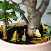 Tiny Camping Houseplant Set - DIGS