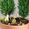 Tiny Camping Houseplant Set - DIGS