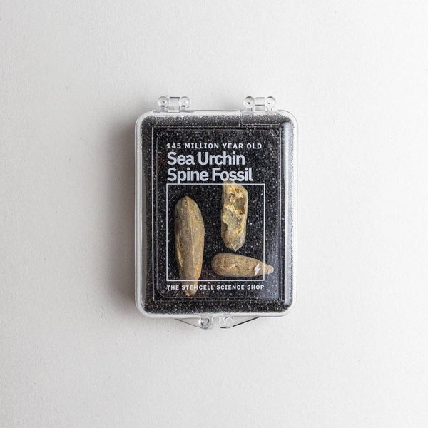 Urchin Spine Fossils - DIGS