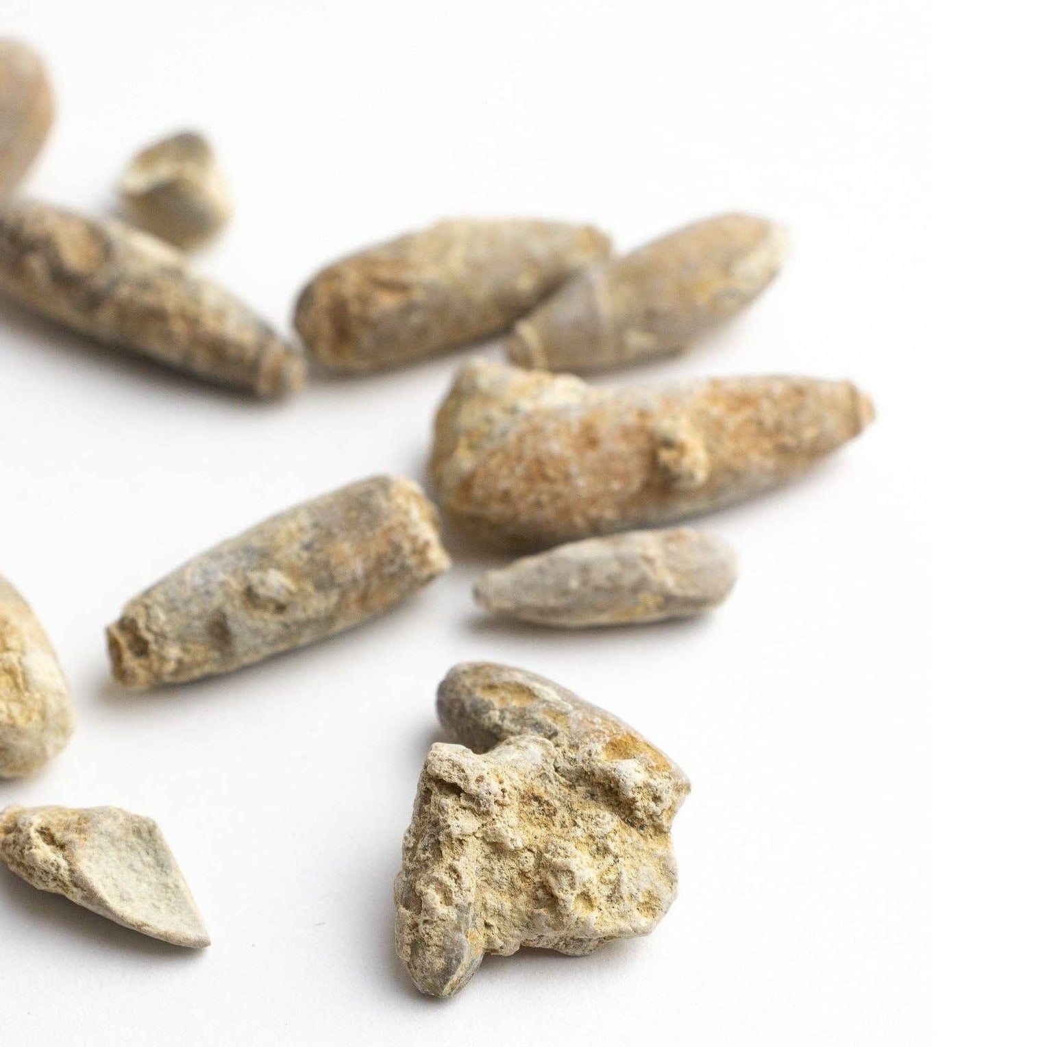 Urchin Spine Fossils - DIGS