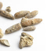 Urchin Spine Fossils - DIGS