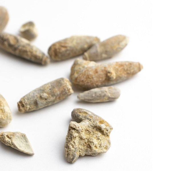 Urchin Spine Fossils - DIGS