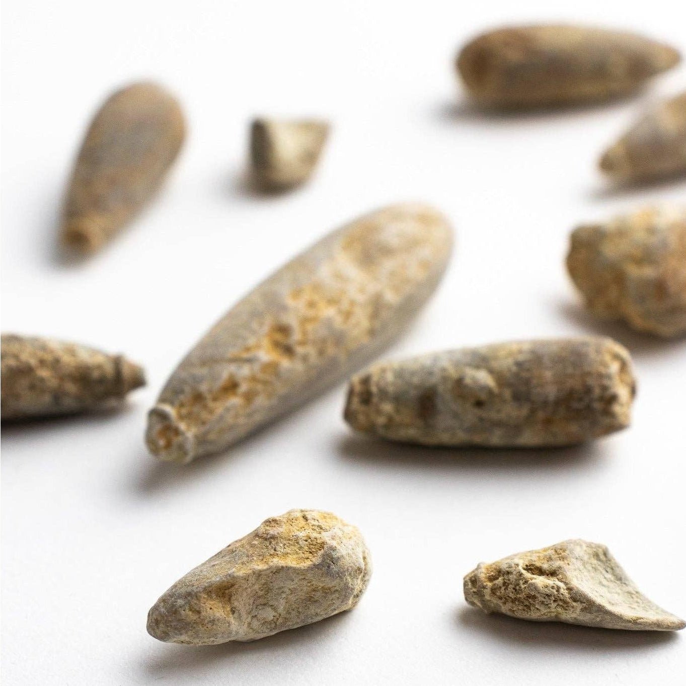 Urchin Spine Fossils - DIGS