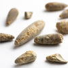 Urchin Spine Fossils - DIGS