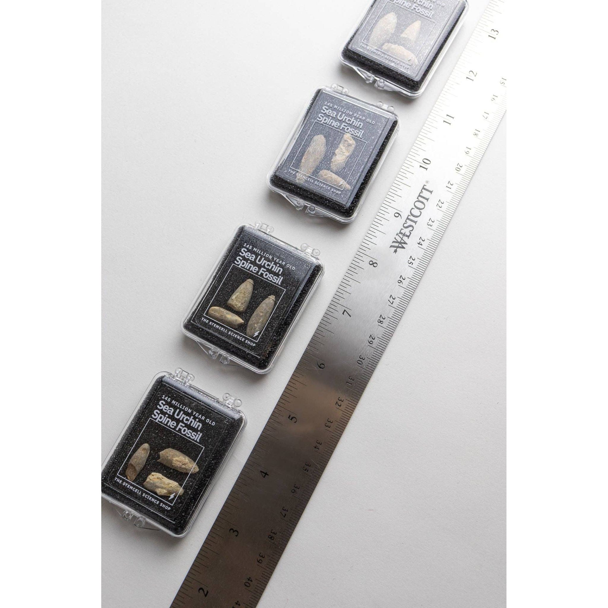 Urchin Spine Fossils - DIGS
