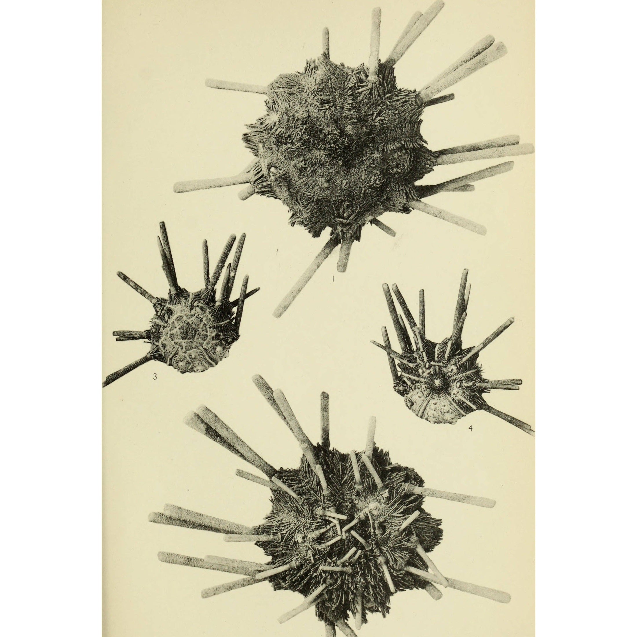 Urchin Spine Fossils - DIGS
