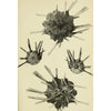Urchin Spine Fossils - DIGS