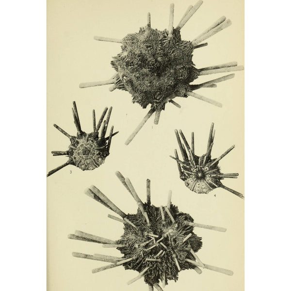 Urchin Spine Fossils - DIGS