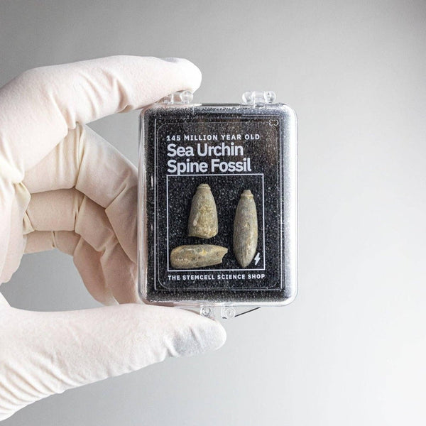 Urchin Spine Fossils - DIGS