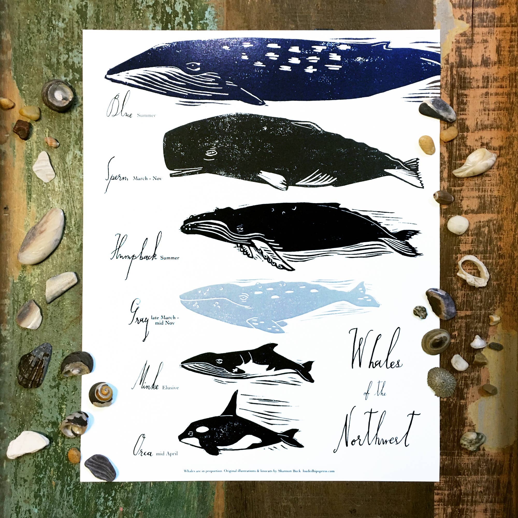 Whales in the PNW 11x14 Print - DIGS