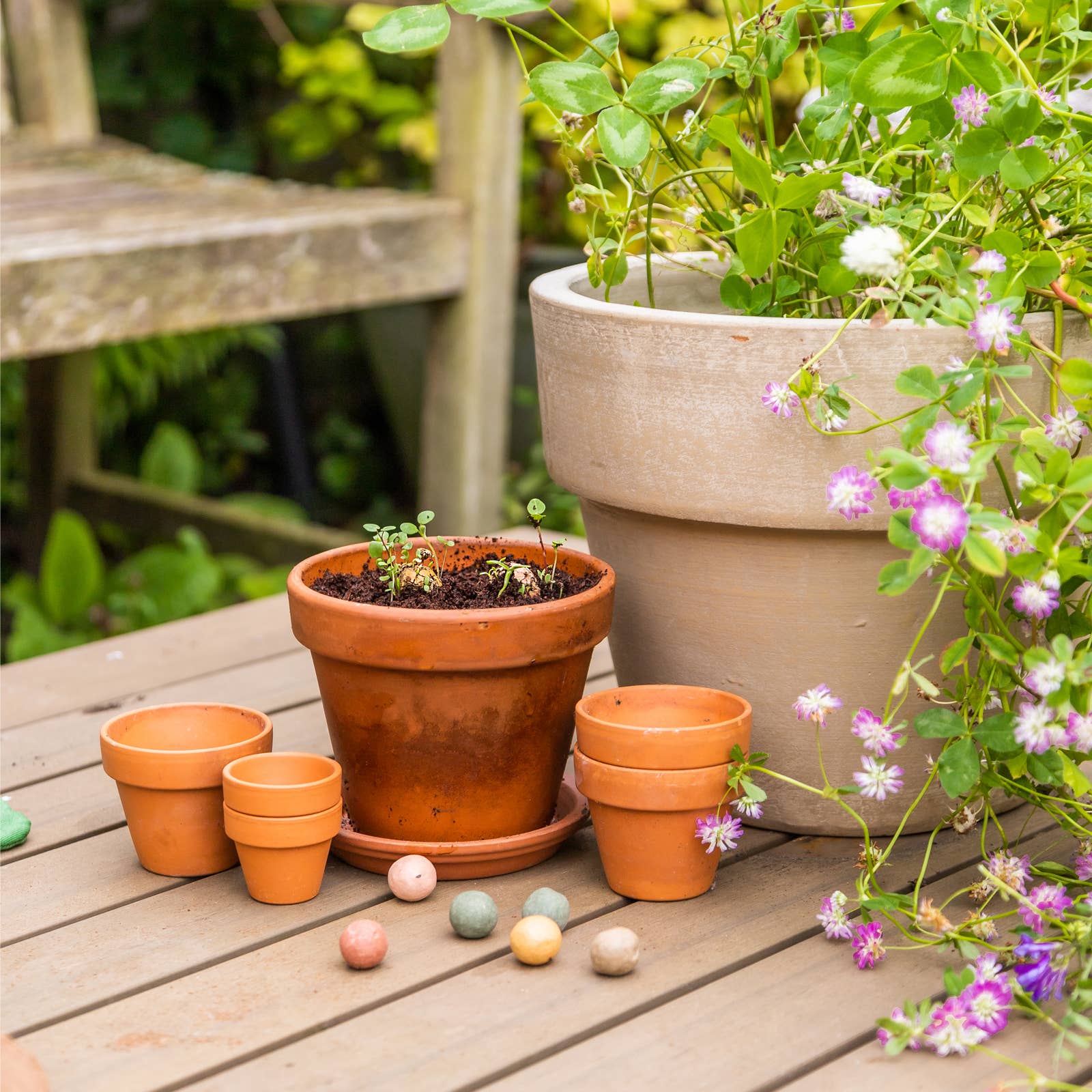 Wildflower Seed Bombs - DIGS