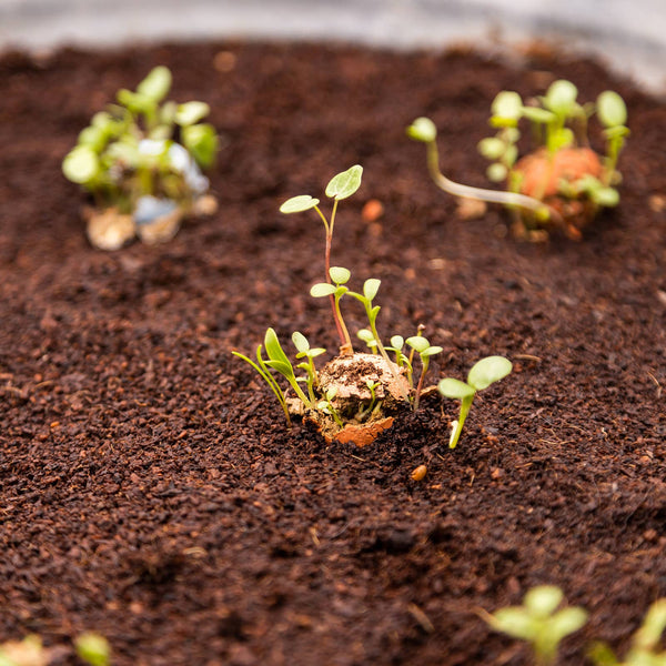 Wildflower Seed Bombs - DIGS