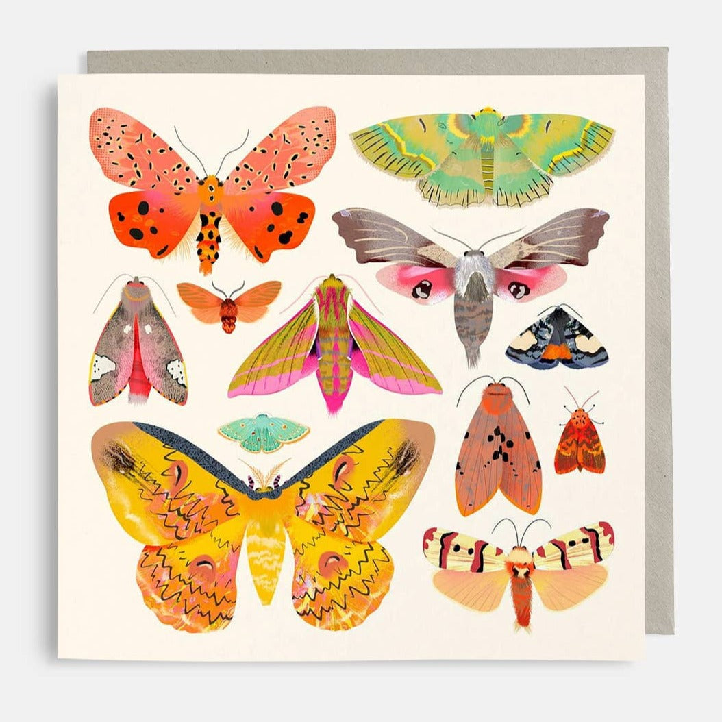 Moth Collection Card