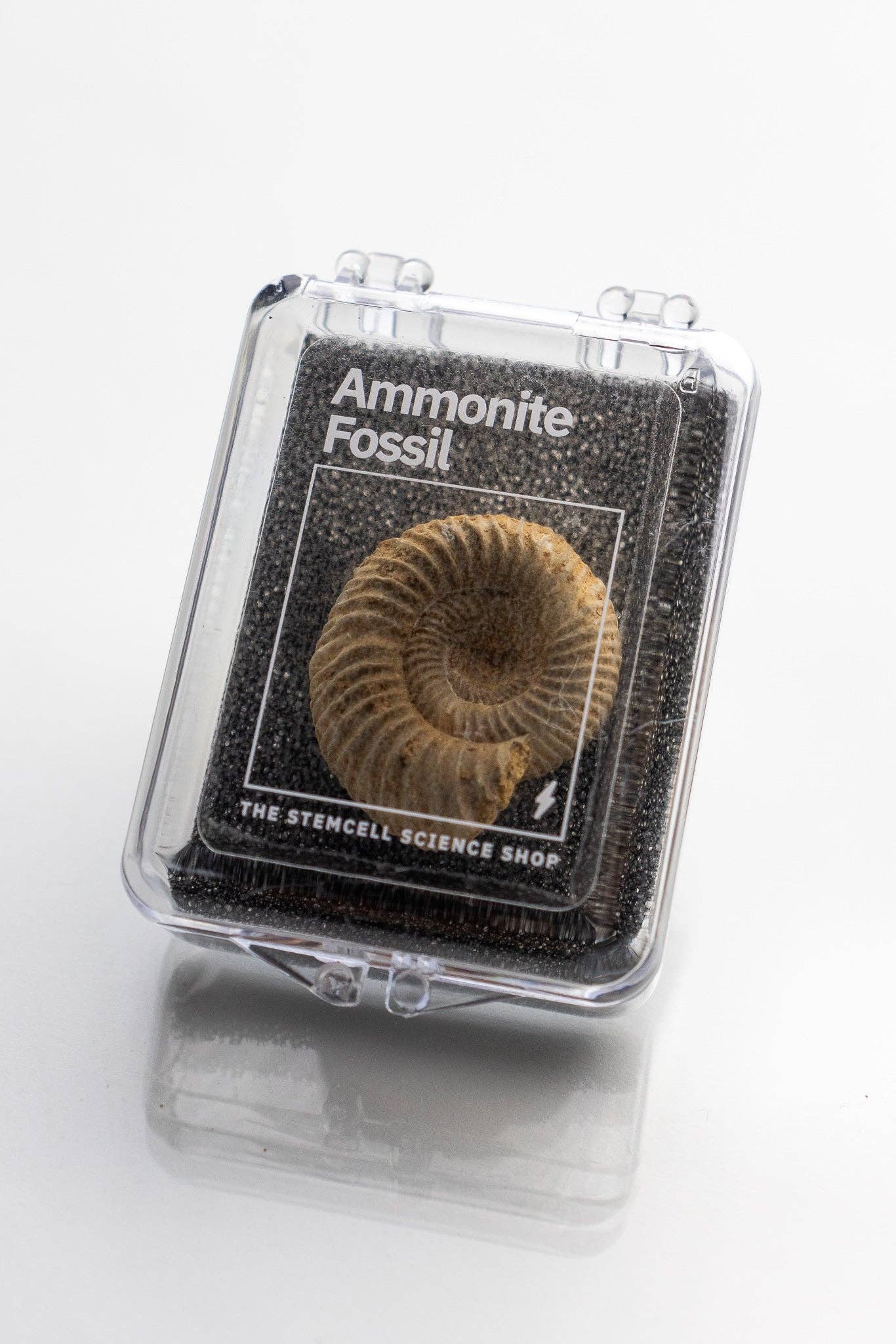 Ammonite Fossil