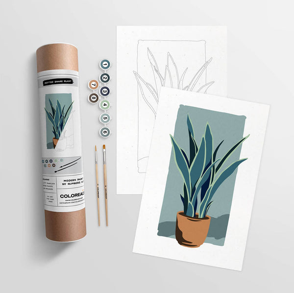 Modern Paint by Numbers Kit: Planted Snake Plant