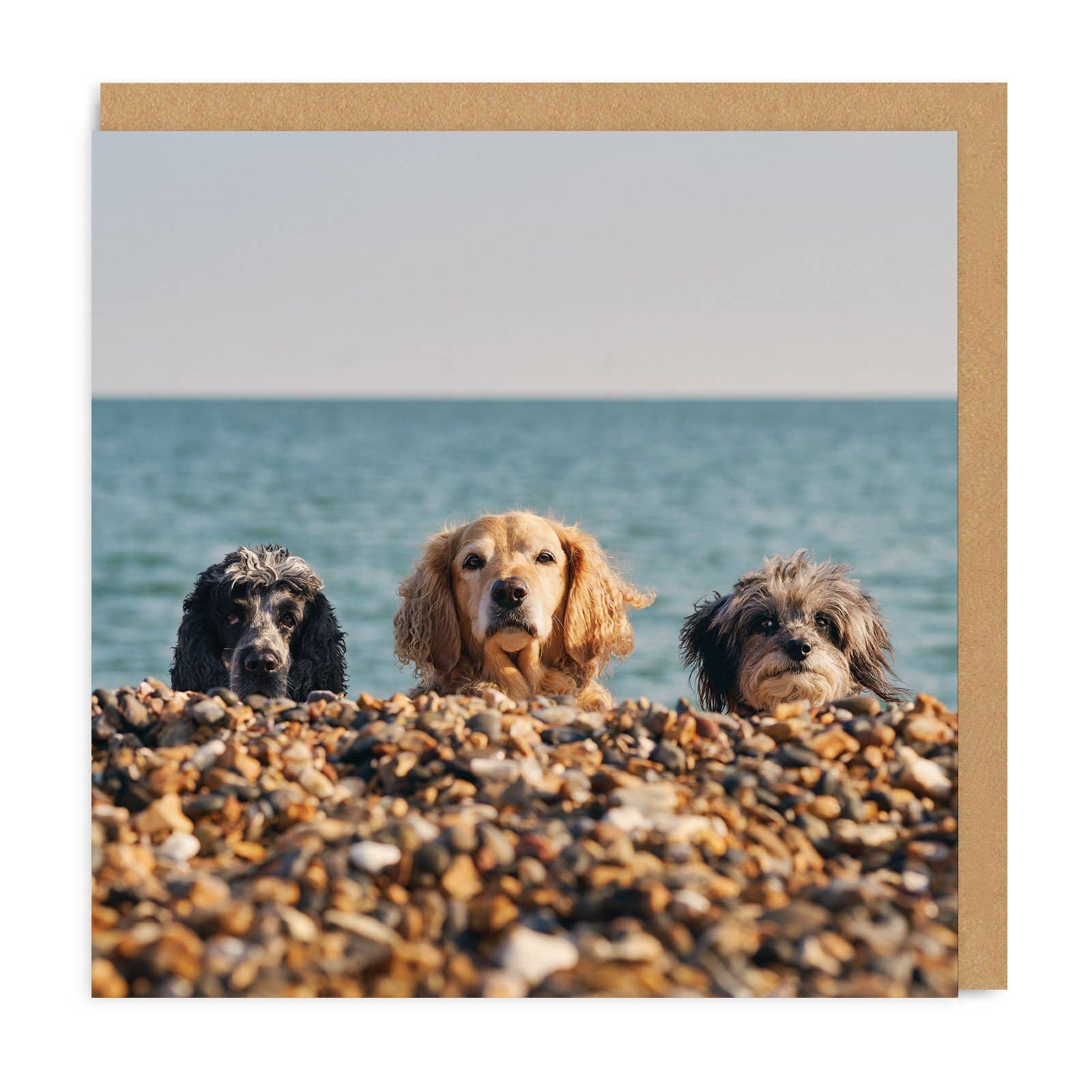 Three Beach Dogs Card