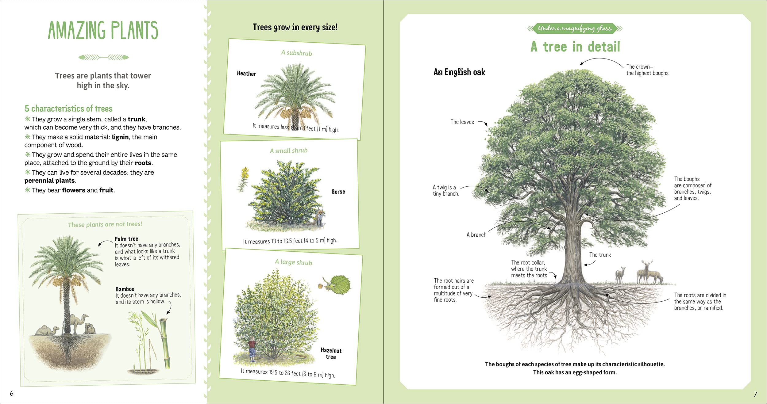 The Book of Amazing Trees