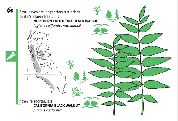 Pacific Coast Tree Finder Pocket Guide