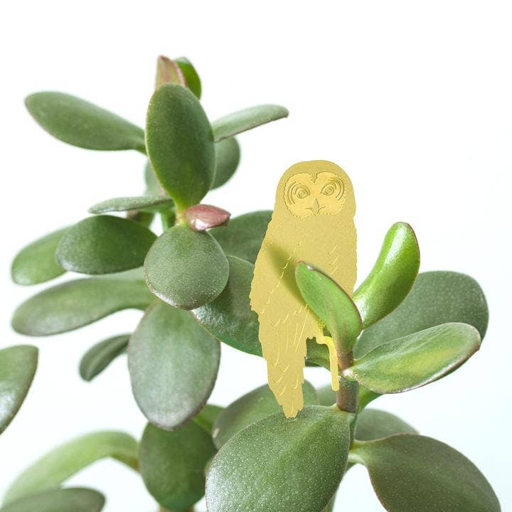 Plant Animal: Owl